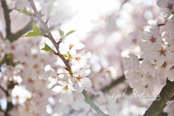 2014-04-12 - blooms_web