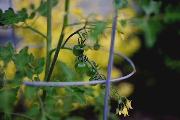 2014-07-08 - tomato_web