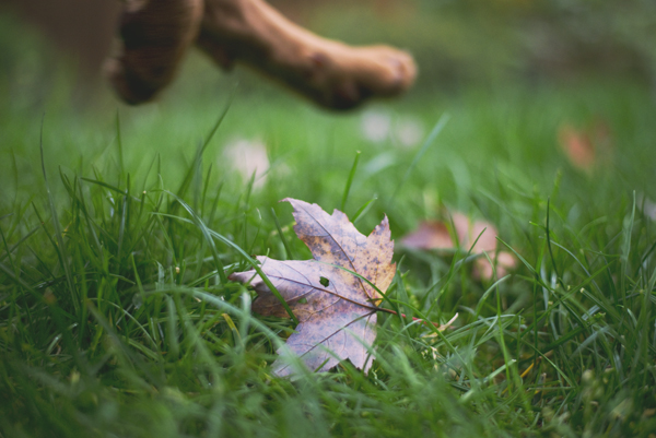 2014-11-06 Ace - feet_web